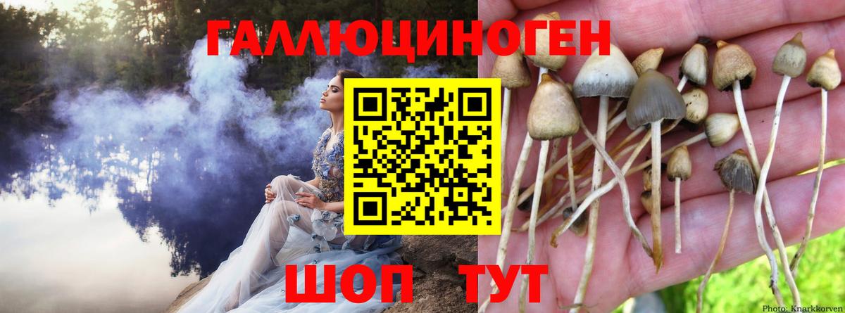 Братск  Галлюциногенные грибы MAGIC MUSHROOMS  Вход с VPN  Псилоцибиновые грибы Psilocybine cubensis 